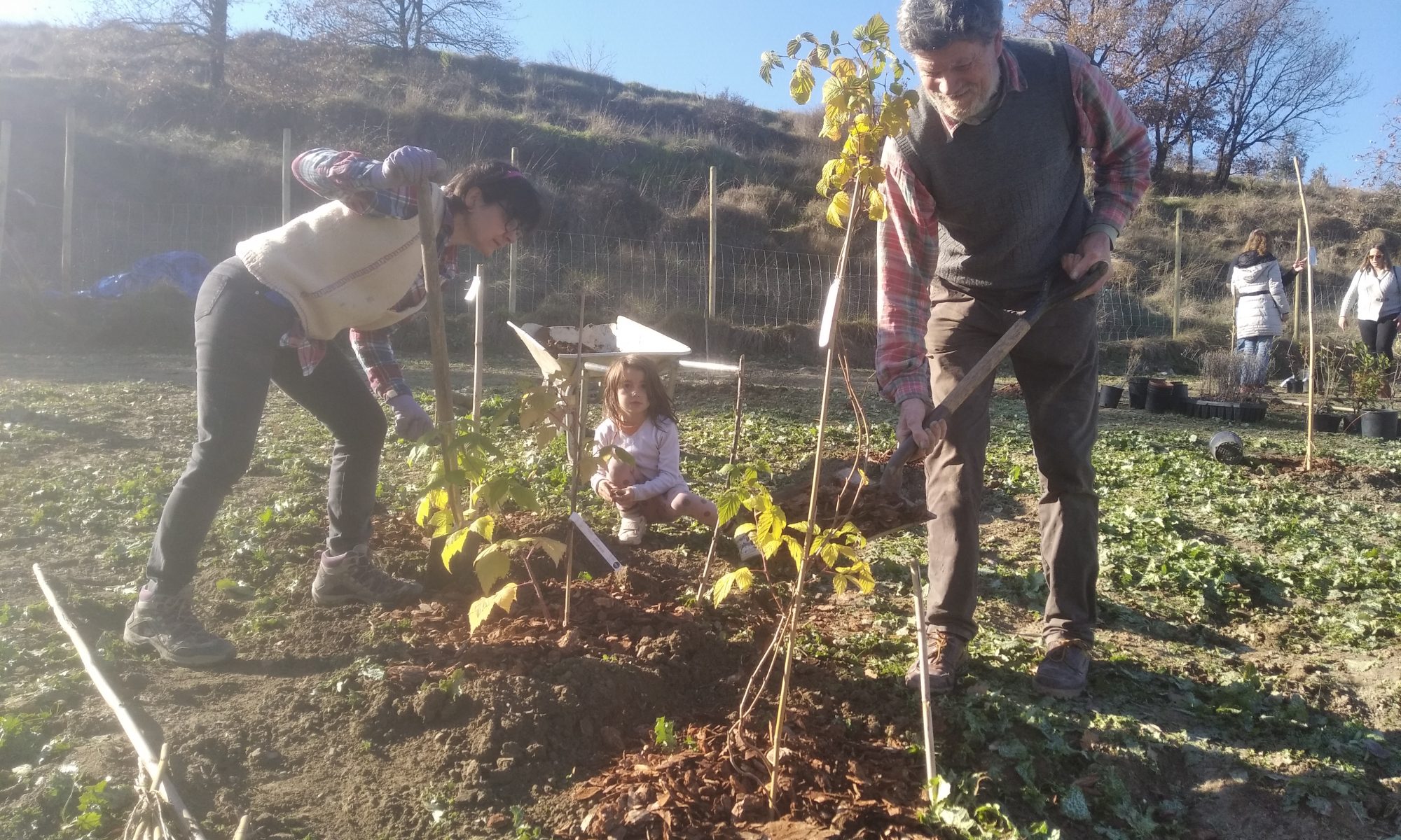 El dia de plantacio dels bosc comestible de Roda de Ter, Catalunya