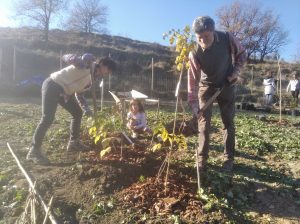 El dia de plantacio dels bosc comestible de Roda de Ter, Catalunya